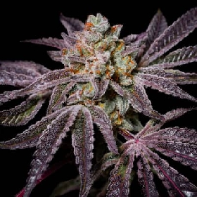 Insanity OG > Pure Instinto